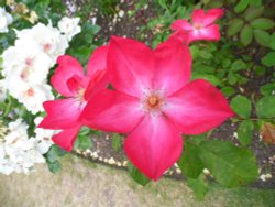 Rose at Mottisfont Abbey Wallpaper