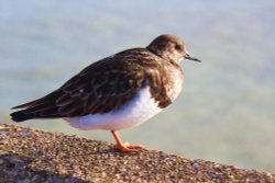 Turnstone