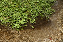 Water-Cress Beds at Ewelme Wallpaper