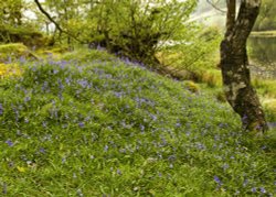 Bluebells Rydal Water Wallpaper