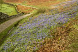 Bluebells Rydal Wallpaper