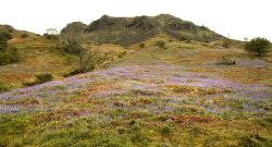 More Bluebells Wallpaper