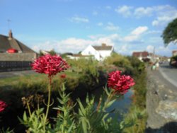 Flowers by the stream, Uphill Wallpaper