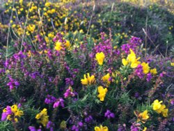 Wildflowers on Mynydd Mawr near Aberdaron Wallpaper