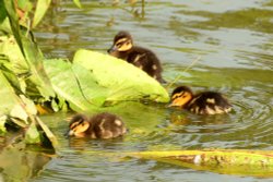 Canal Ducklings Wallpaper