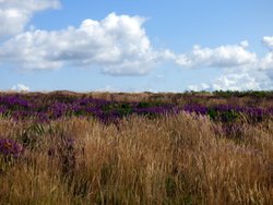 Quantock Hills Wallpaper