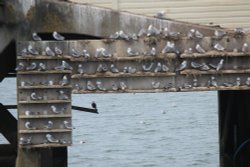 Gulls nesting Wallpaper