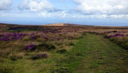 Quantock Hills Wallpaper