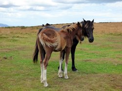 Quantock Hills Wallpaper