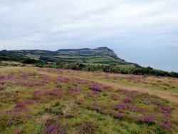 Charmouth Wallpaper