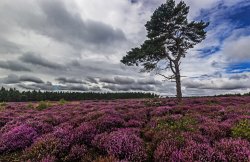 Yorkshire Heather Wallpaper