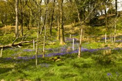 Skellghyll Woods, Ambleside Wallpaper