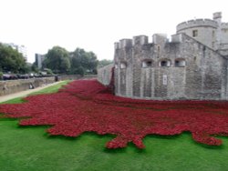 poppies at the Tower of London Wallpaper