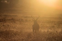 Bradgate park Wallpaper