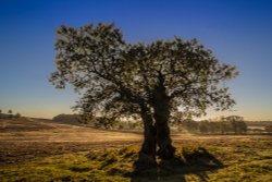 Bradgate park Wallpaper