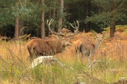 Red Deer Stag Wallpaper