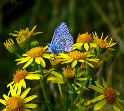 Butterfly Wallpaper