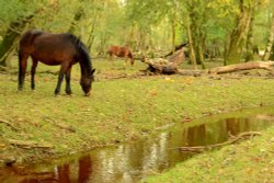 New Forest Ponies Wallpaper