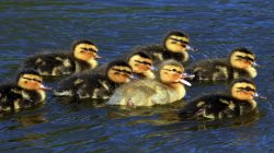 Happy Mallard ducklings in Alexandra Park Oldham, Greater Manchester. Wallpaper