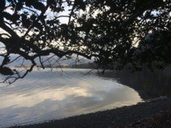 Tree hanging over Derentwater Lake Wallpaper