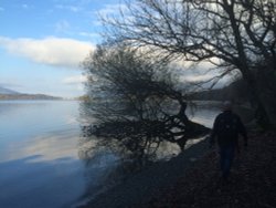 Leafless tree draping over Derwentwater Wallpaper