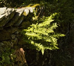 Fern and Wall, Ambleside Wallpaper