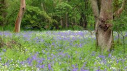 Lady's Wood, Upwood, Cambs Wallpaper