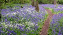 Lady's Wood, Upwood, Cambs Wallpaper