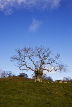 Low Coppice tree