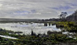 Arne RSPB Reserve Wallpaper