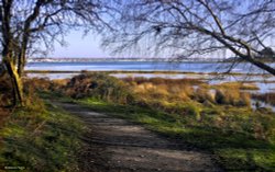 Arne RSPB Reserve Wallpaper