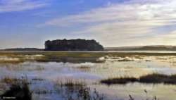 Arne RSPB Reserve Wallpaper