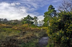 Arne RSPB Reserve Wallpaper