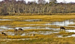 Arne RSPB Reserve Wallpaper