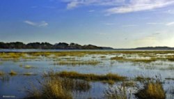 Arne RSPB Reserve Wallpaper