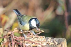 Great Tit Wallpaper