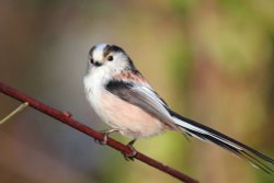 Long Tailed Tit Wallpaper