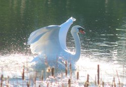 Swan landing Wallpaper