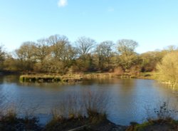 Isle of Wight Pond From The Other Side Wallpaper