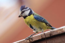 Blue tit Wallpaper