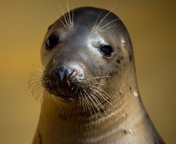 Rescued Seal at Mablethorpe Seal Sanctuary and Wildlife Centre