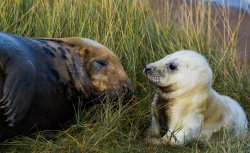 Grey Seals at Donna Nook,near Louth,Lincolnshire Wallpaper