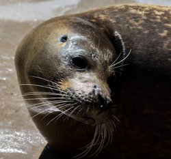 Rescued seal at Mablethorpe Seal sanctuary Wallpaper