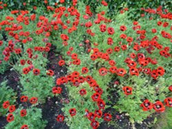 Poppies at Wakehurst, 5th August 2011 Wallpaper