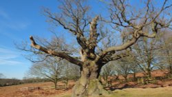 Newtown Linford  Major Oak at Bradgate Park. Wallpaper