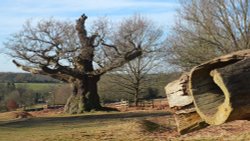 Major Oak at Bradgate Park, Newtown Linford. Wallpaper