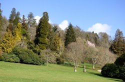 Killerton House Wallpaper