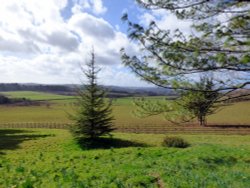 killerton House Wallpaper