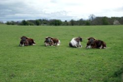 Resting cattle in Brockadale Wallpaper