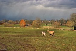 Stour Valley Winter, North Dorset Trailway. Wallpaper